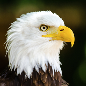 Team Page: Eagles